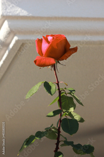 Red rose photo