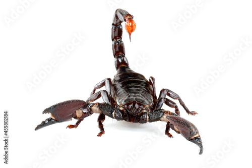 Emporer Scorpion (Pandinus imperator)