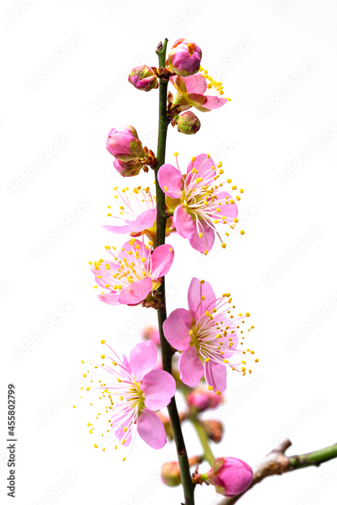 白背景のピンクの梅の花の写真
