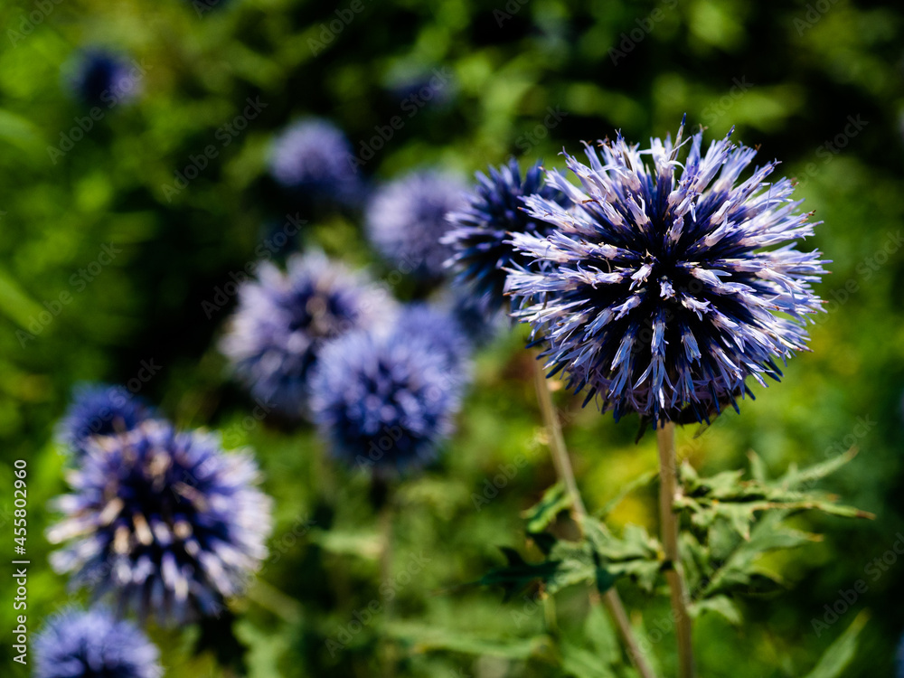 Echinops flowers in beautiful ball formations. Macro view Echinops flowers in beautiful ball formations. Macro view