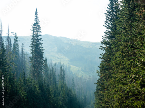 Fototapeta Naklejka Na Ścianę i Meble -  Pine trees at the foothills of the Rocky Mountains