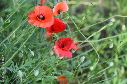 Red poppy flowers in a field photo