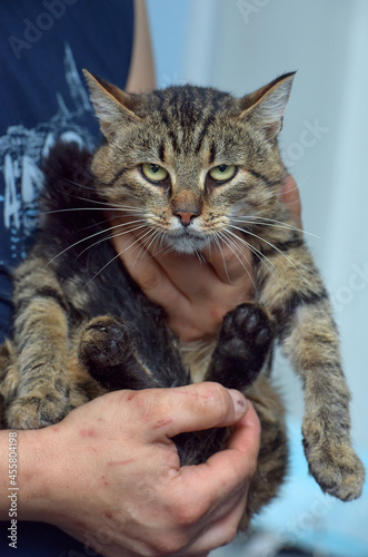 large brown tabby cat in hands