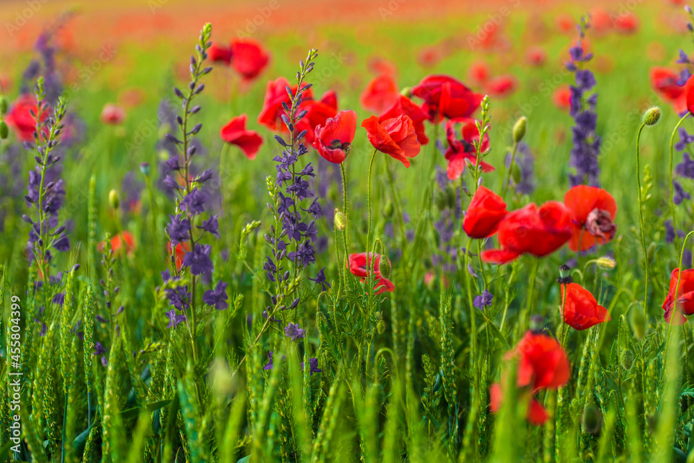 field with red poppies and purple flowers
