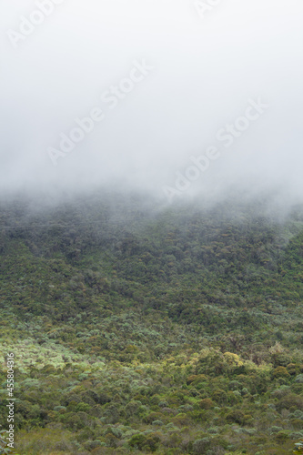 fog in the bushy mountains