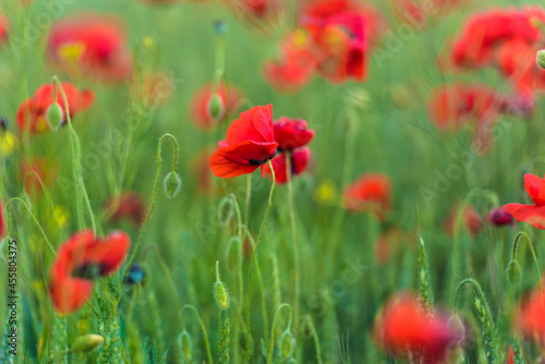 red poppies close-up in a field in summer among the green grass © Evdoha