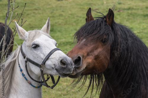 flirting horses photo