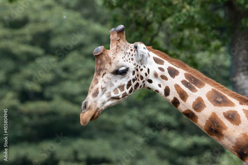 Giraffe  © Ruyan