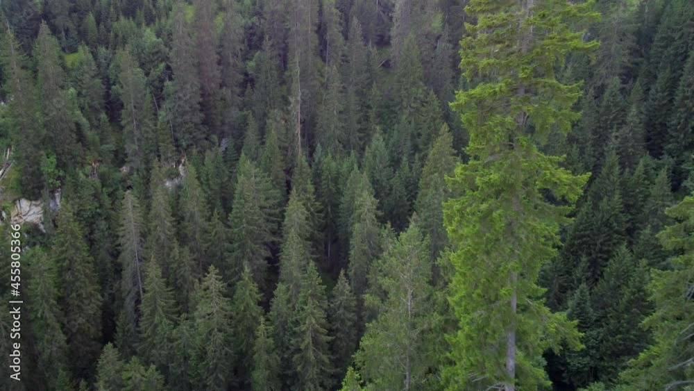 mountain forest from above, flight through the tree tops
mountain forest from above, flight through the tree tops