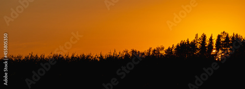 Sunset behind the silhouettes of trees. © Ilya
