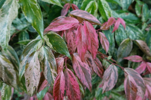 Leucothoe fontanesiana is known by a wide array of common names. Depending on where you live it might be called a Rainbow Leucothoe. photo