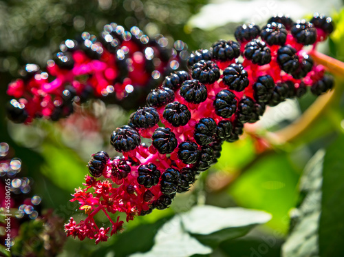 Close-up of Raceme ?? phytolacca acinosa purple black berries also known as pokeweeds, pokebush, pokeberry, pokeroot or poke sallet. photo