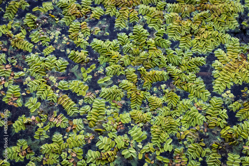 Floating aquatic fern Salvinia natans known as floating watermoss, floating moss, or Water Butterfly Wings on water surface in Dnieper river, Ukraine. © sunday_morning