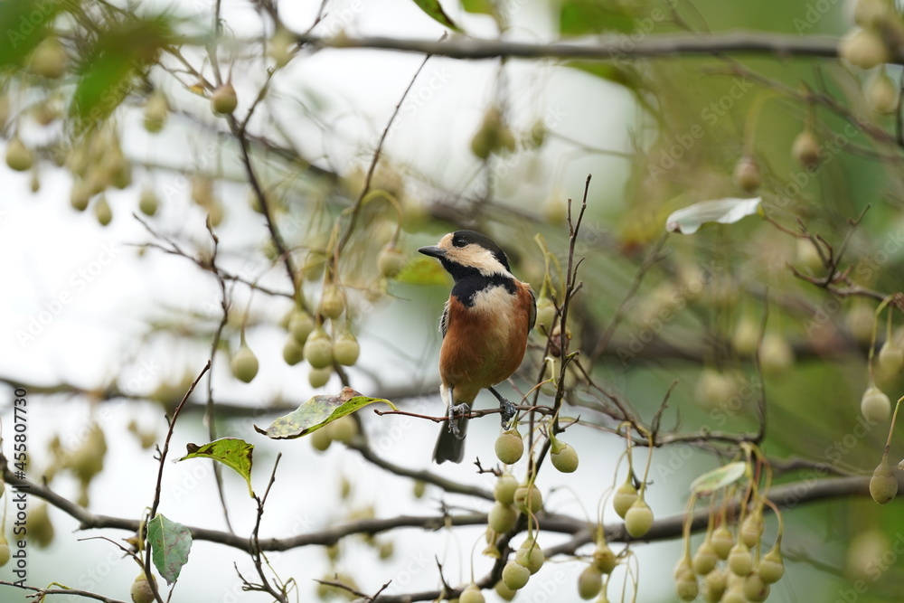 varied tit on the branch varied tit on the branch