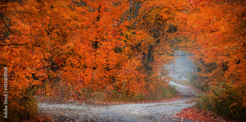 Bright trees in autumn time along scenic byways of Michigan