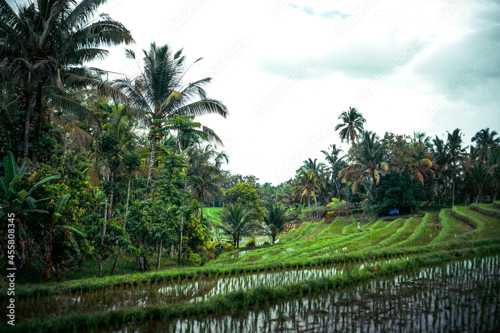 Obraz premium rice terraces island