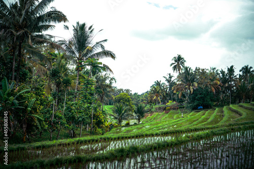 rice terraces island