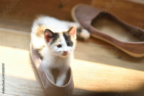 Fototapeta Naklejka Na Ścianę i Meble -  White kitten inside the shoes, tenderness and fun concept.