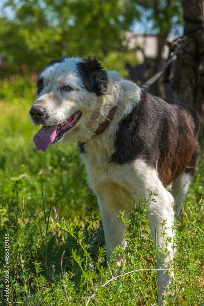black and white dog Alabai among the grass black and white dog Alabai among the grass