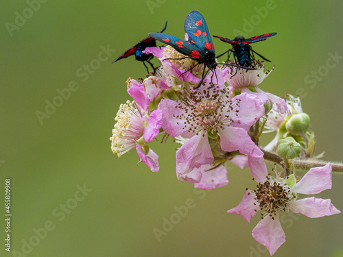 Moths (Zygaena) on a Rosa canina flower photo