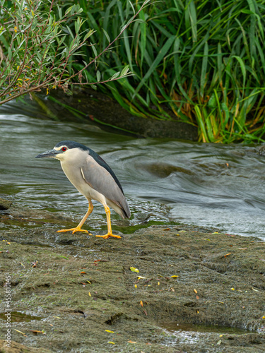 Black-crowned night heron (Nycticorax nycticorax) in the river
