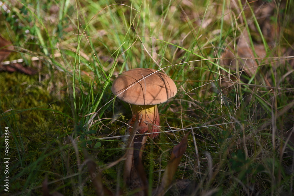 mushroom in the forest mushroom in the forest