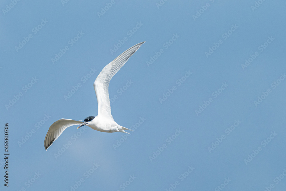 A Sandwich tern (Thalasseus sandvicensis) A Sandwich tern (Thalasseus sandvicensis)