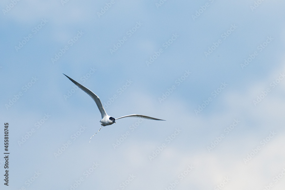 A Sandwich tern (Thalasseus sandvicensis) A Sandwich tern (Thalasseus sandvicensis)