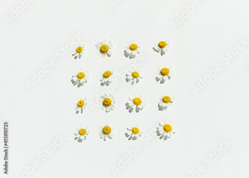 Neatly organized chamomile flowers photo
