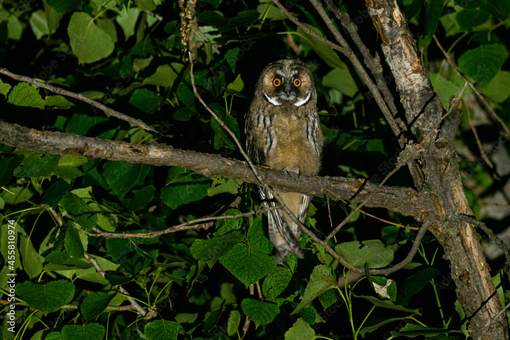 A long eared owl (Asio otus)