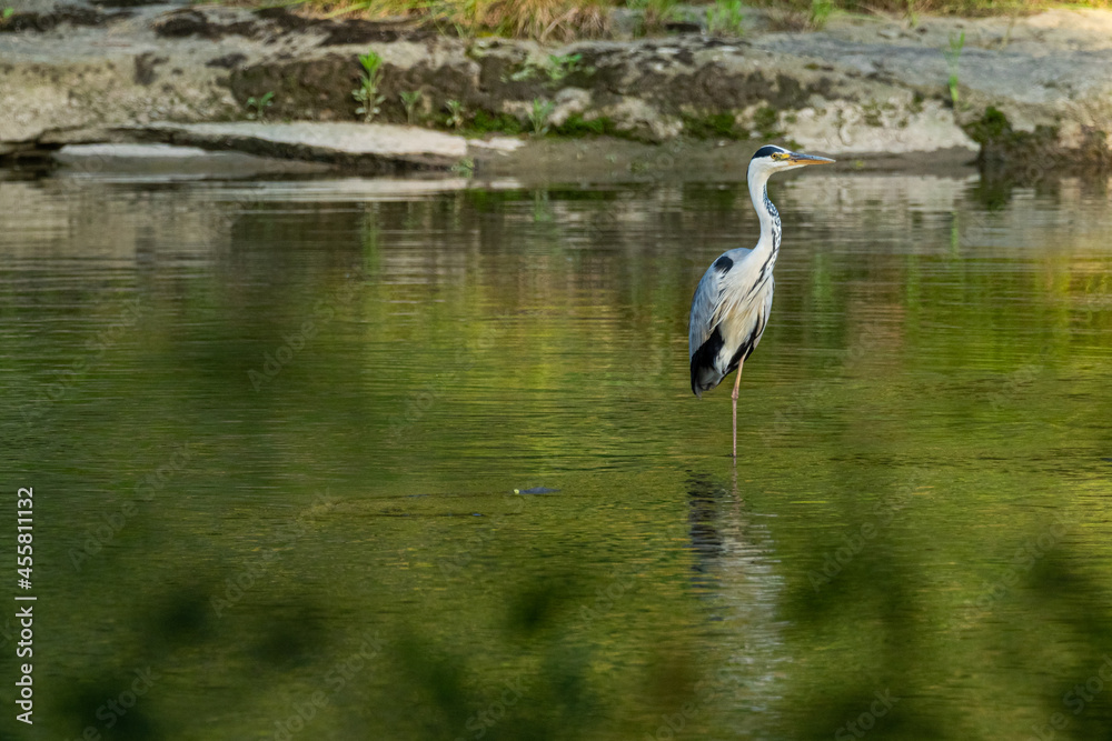 Naklejka premium A grey heron (Ardea cinerea) in the river with green reflection