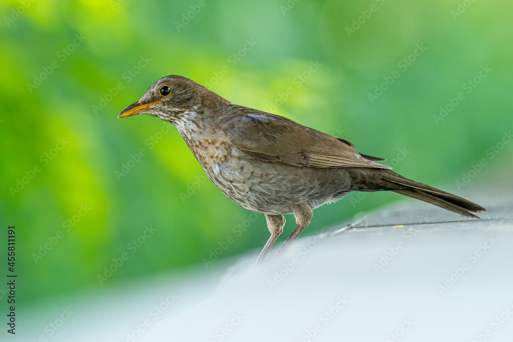 A female blackbird (Turdus merula) A female blackbird (Turdus merula)