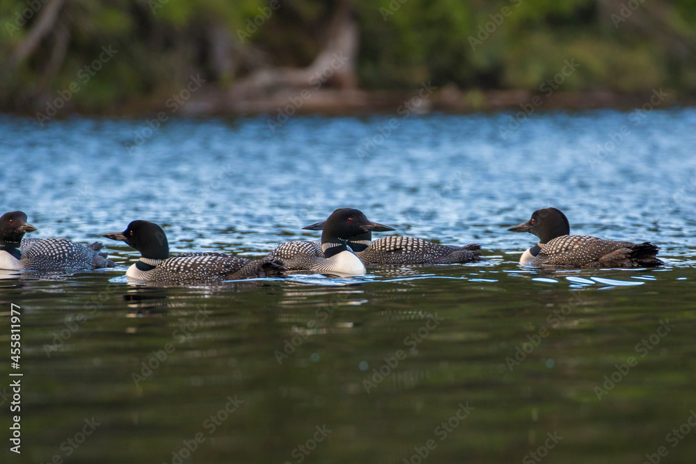 Fototapeta premium common loon or great northern diver (Gavia immer) in late summer