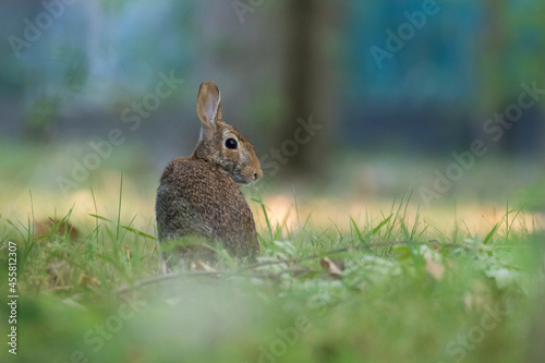 Easter cottontail bunny in summer © Mircea Costina