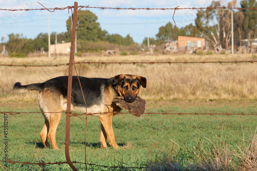 Innocent faced dog behind a fence holding a piece of carrion