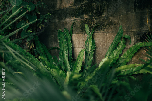 Plants Growing in an Alley way photo