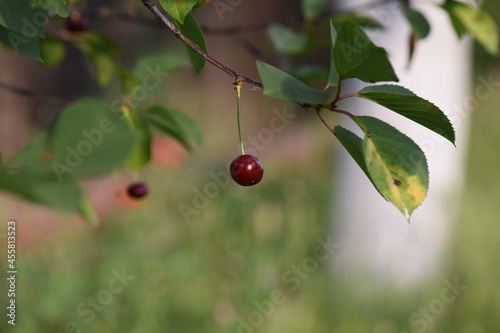 Fototapeta Closeup shot of a ripe cherry growing on a tree