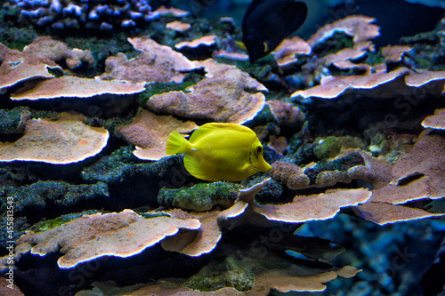 A yellow fish surgeon on background of sea corals.