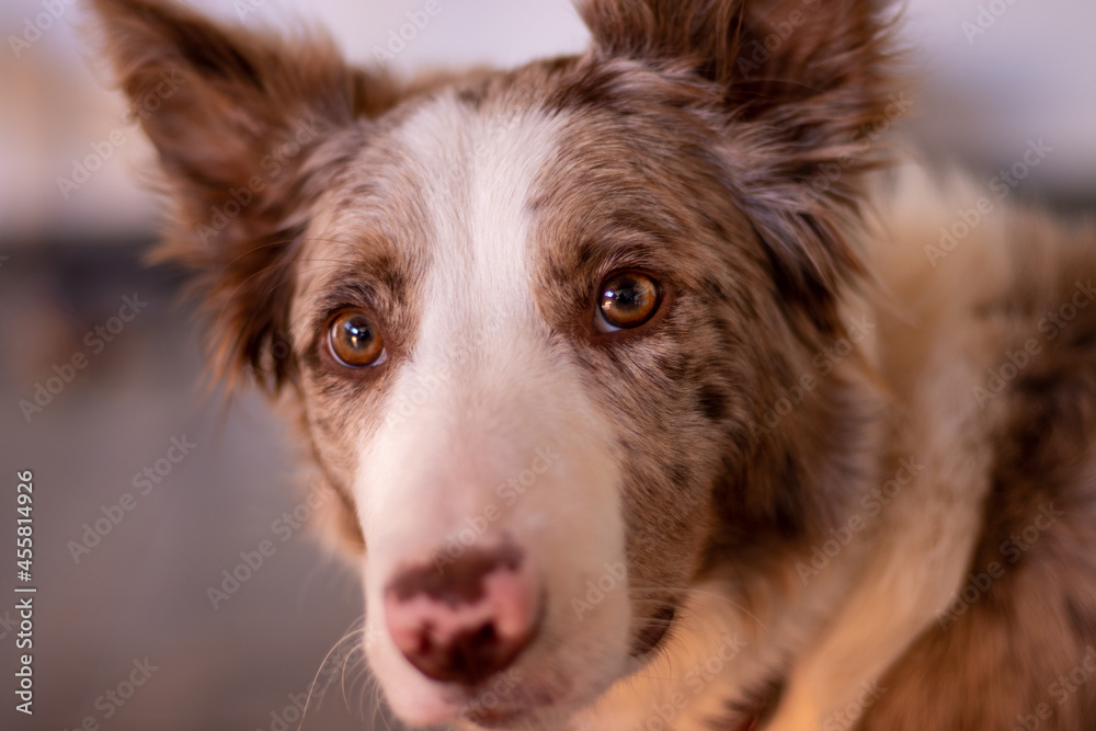 Fototapeta premium Border Collie