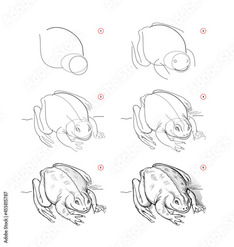 Page shows how to learn to draw sketch of toad. Creation step by step pencil drawing. Educational page for artists. Textbook for developing artistic skills. Online education. Animal illustration.