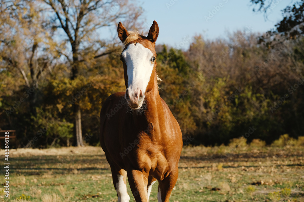 Obraz premium Fancy bald face colt horse in fall pasture of Texas field.