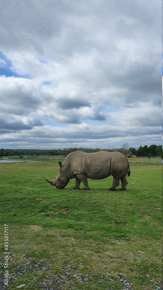 Obraz premium rhino in the grass (코뿔소)