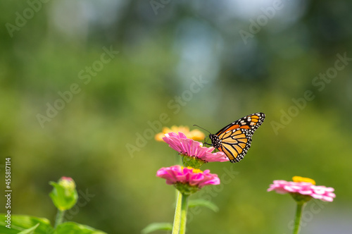 monarch butterfly on a flower © bhamms