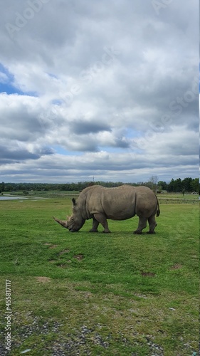 rhino in the grass            