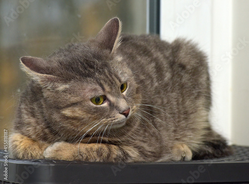 smoky tabby cat on the background of a window © Evdoha