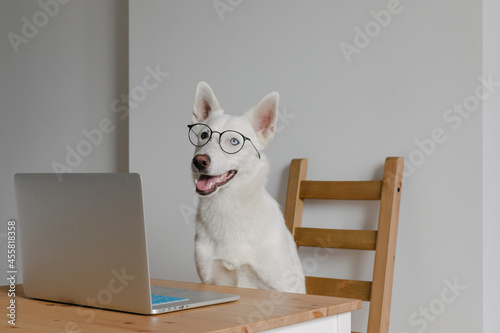 dog sitting behind the laptop in glasses photo