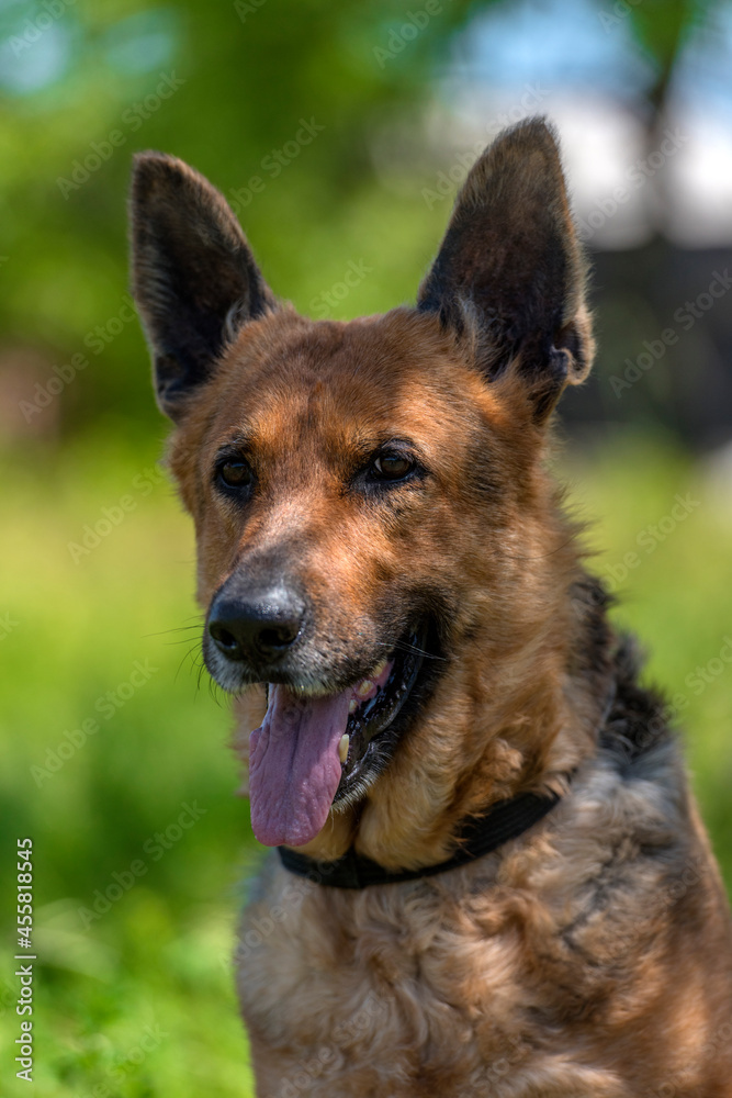 old german shepherd among green grass