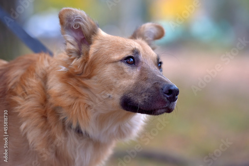 ginger mongrel dog at animal shelter
