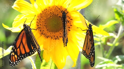 Amazing nature in action, three monarch butterflies sharing one sunflower. The female in on the left, center and right are males. photo