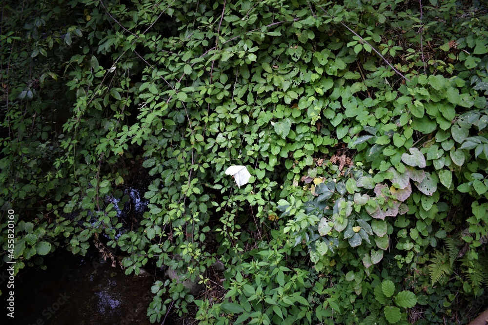 fazzoletto gettato nella natura